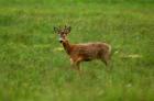 Roe Deer phot Mateusz Myszkowski