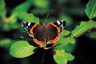 Red Admiral phot. Slawomir Basista 