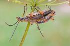 Stenocorus meridianus phot. Pawel Niemiec