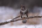 Common Buzzard phot. Tomasz Kleingortnar