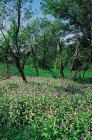 Centaureetum mollis herb community phot. Stefan Michalik