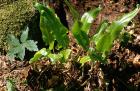 Phyllitis scolopendrium phot. Stefan Michalik