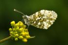 Anthocharis cardamines phot. Bogusawa Jankowska