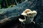 Mushrooms phot. Lukasz Przybylowicz