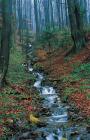 Reszowka stream phot. Andrzej Czaderna