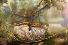 Carpathian Newt phot. Cezary Cwikowski