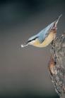 Nuthatch phot. Agnieszka and Damian Nowak