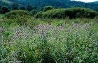 Hearb meadow with mint Mentha longifolia phot. Stefan Michalik