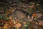 Wild Cat phot. Cezary Cwikowski