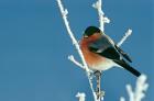 Bullfinch phot. Agnieszka and Damian Nowak