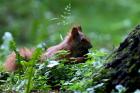 Red Squirrel phot. Slawomir Basista