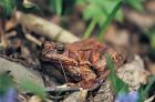 Common Frog phot. Agnieszka and Damioan Nowak