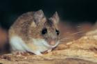 Yellow-necked Mouse phot. Agnieszka and Damian Nowak