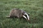 Badger phot. Cezary Cwikowski