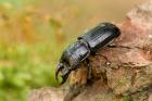 Ceruchus chrysomelinus phot. Pawel Niemiec