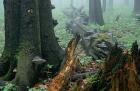Dead tree phot. Renata i Marek Kosinscy
