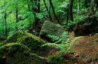 Magura sandstone outcrops phot. Robert Tchorzewski