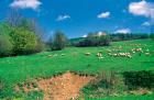 Sheep grazing phot. Stefan Michalik