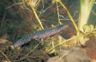 Alpine Newt phot. Cezary Cwikowski