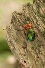 Carabus auronitens phot. Pawel Niemiec
