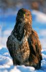 Common Buzzard phot. Agnieszka and Damian Nowak