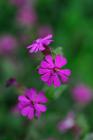 Silene dioica phot Romuald Cichos