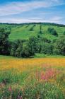 Former agricultural lands in Zydowskie phot. Stefan Michalik