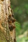  Pine Marten phot. Henryk Janowski