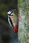 Great Spotted Woodpecker phot. Agnieszka and Damian Nowak