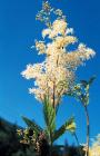 Filipendula ulmaria phot. Stefan Michalik