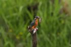 Kingfisher phot. Tomasz Kleingortnar