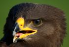 Lesser Spotted Eagle phot. Sawomir Basista