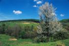 Cherry in blossom phot. Stefan Michalik