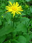 Doronicum austriacum phot. arch MPN