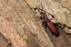 Rhysodes sulcatus phot. Pawel Niemiec