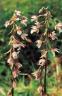 Marsh Helleborine phot. Stefan Michalik