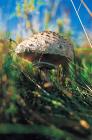 Umbrella Mushroom phot. Andrzej Czaderna