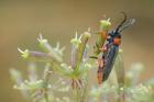 Musaria affinis phot. Pawel Niemiec