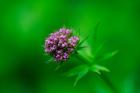 Valeriana simplicifolia phot. Romuald Cichos