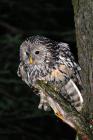 Ural Owl phot. Agnieszka and Damian Nowak