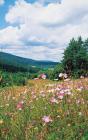 Dry meadow phot. Stefan Michalik