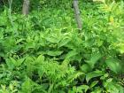 Veratrum lobelianum phot. arch MPN