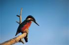 Kingfisher phot. Marek Keppert