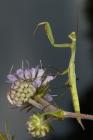 Praying Mantis phot. Lukasz Przybylowicz