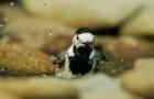 White Wagtail phot. Agnieszka and Damian Nowak