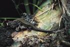 Viviparous Lizard phot. Slawomir Basista