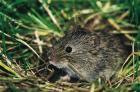 Common Vole phot. Agnieszka and Damian Nowak