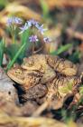 Common Toad phot. Agnieszka and Damian Nowak