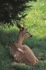 Roe Deer phot. Cezary Cwikowski