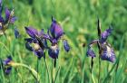 Siberian Iris phot. Stefan Michalik